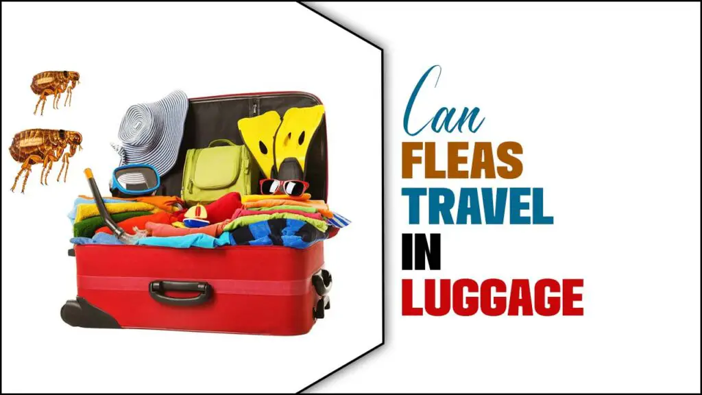Can Fleas Travel In Luggage
