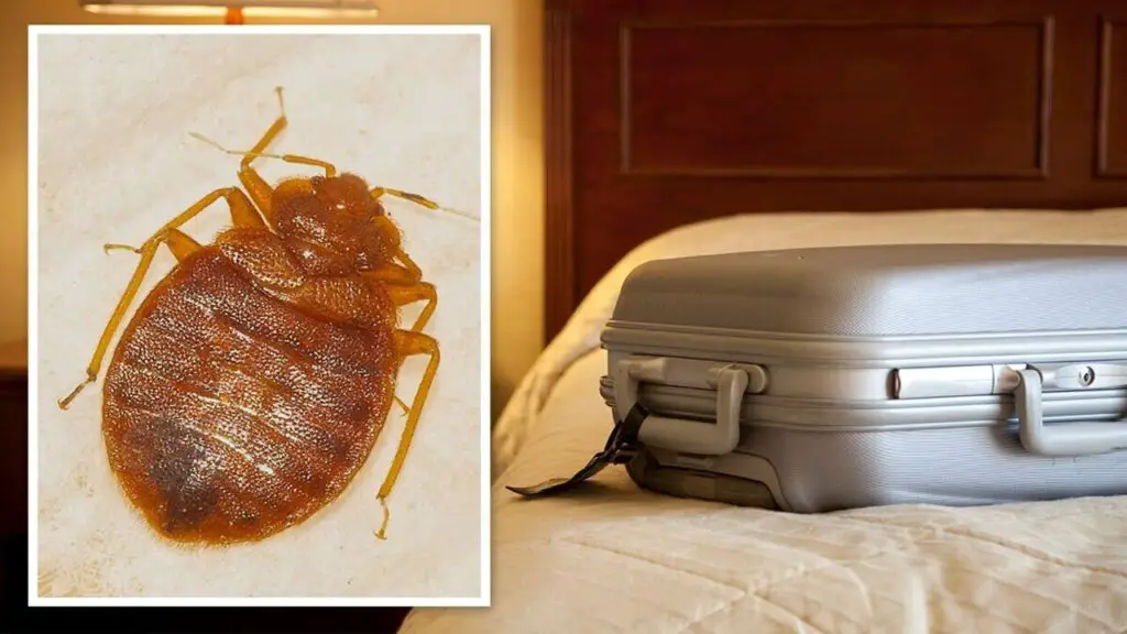 Does Heat Or Sunlight Affect The Survival Of Fleas In Luggage