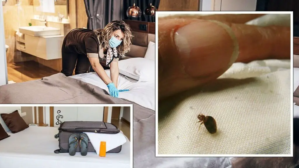 How To Deal With Fleas If They've Already Invaded Your Luggage