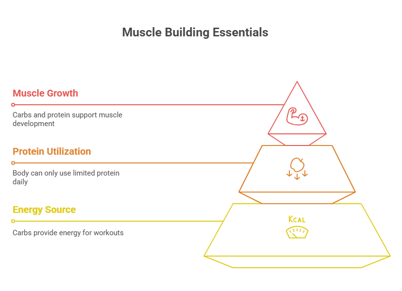 Debunking Common Myths About Muscle Building Diets