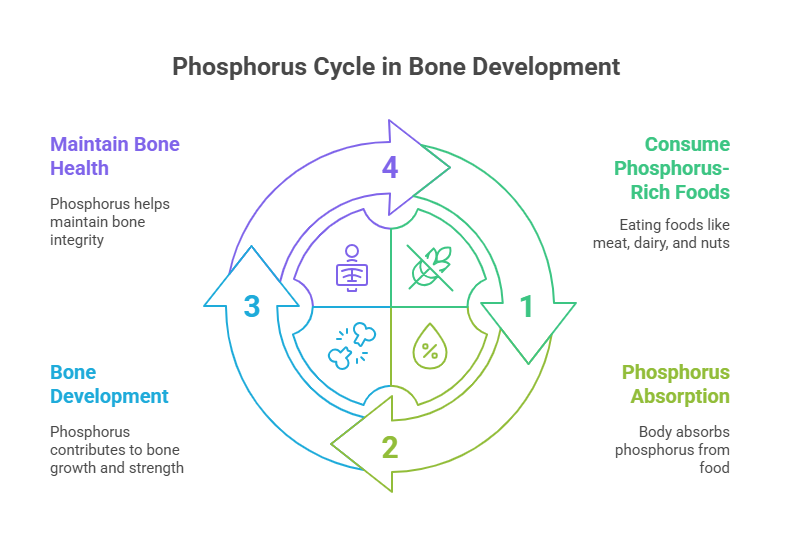 Phosphorus in Bone Nutrition