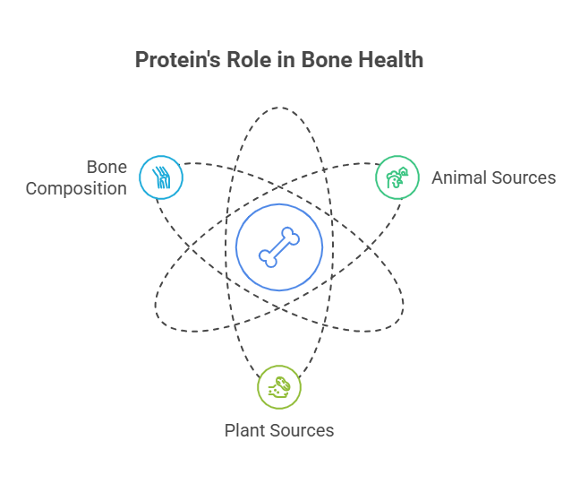 The Role of Protein in Bone Health