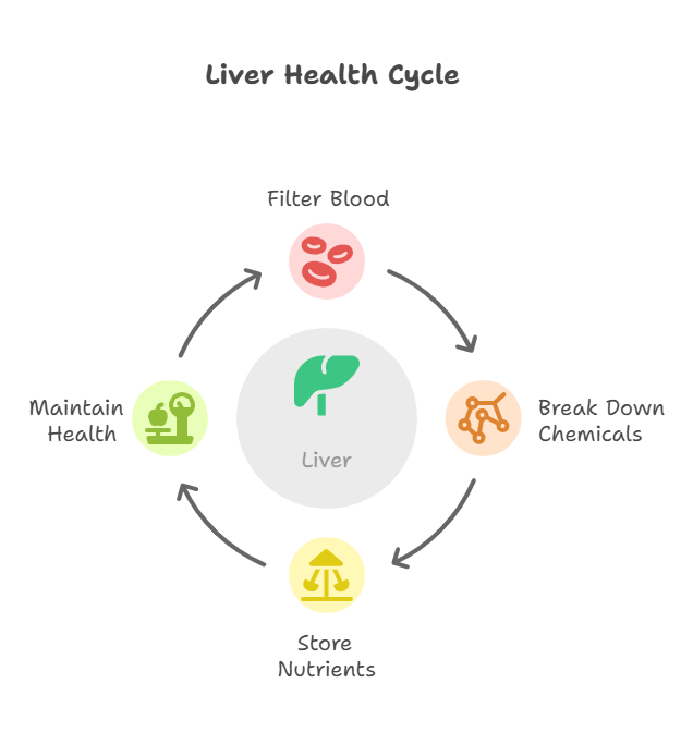 The Role of the Liver in Detoxification