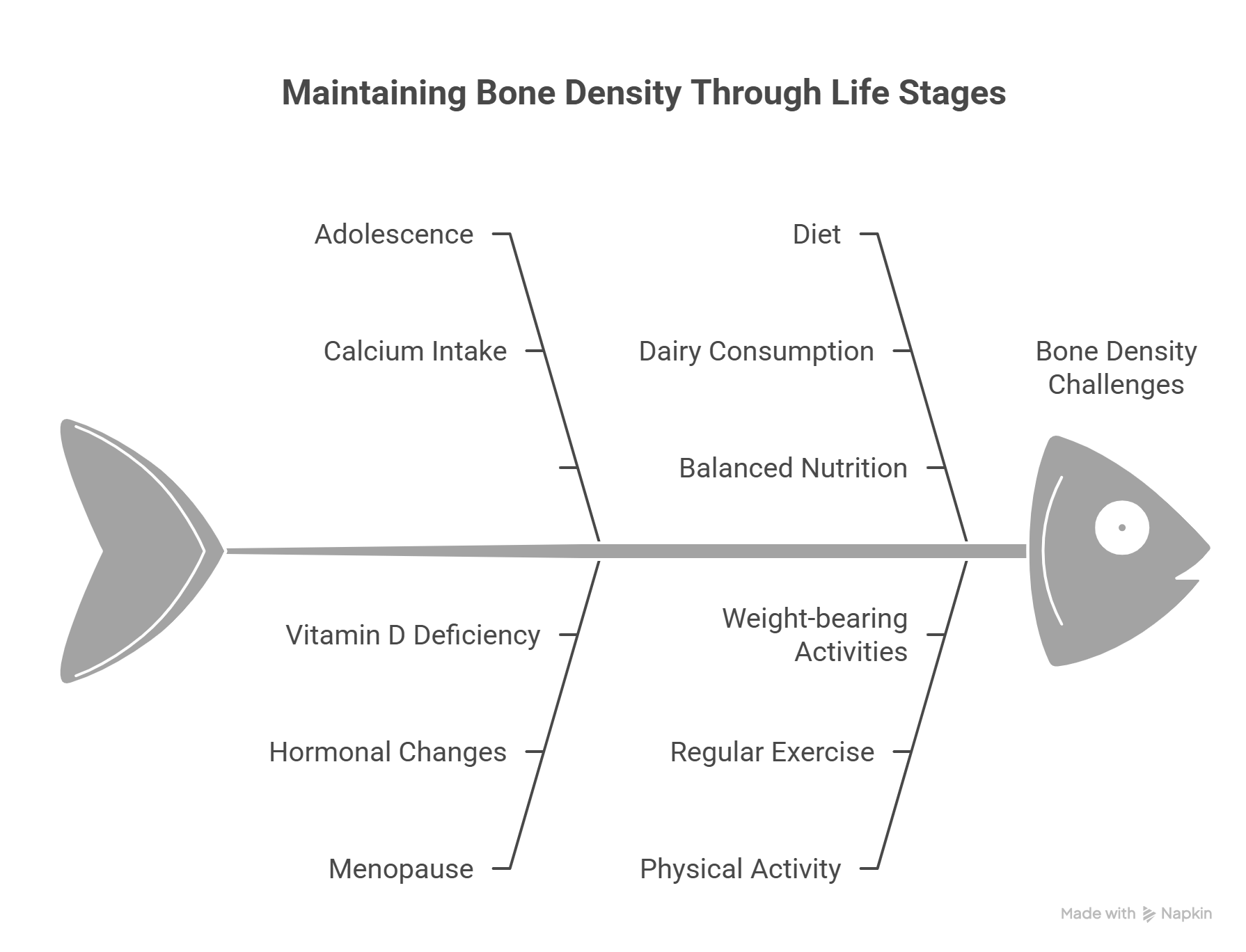 Bone Density in Different Life Stages