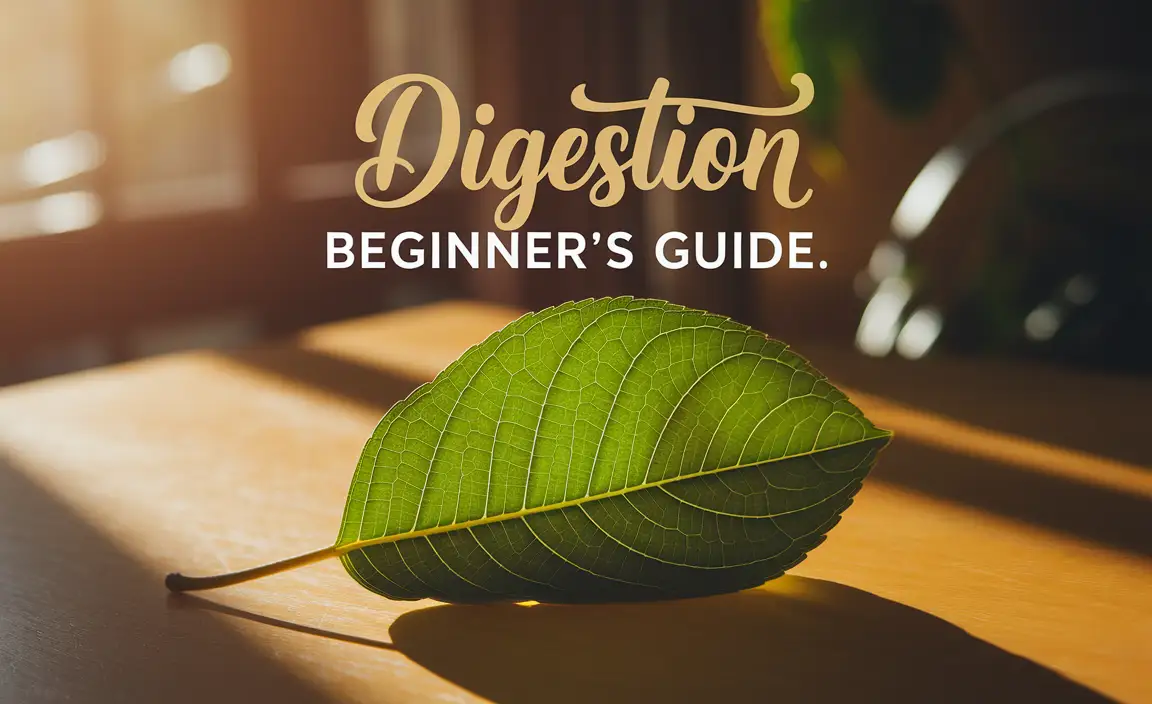 Digestion Beginner Guide