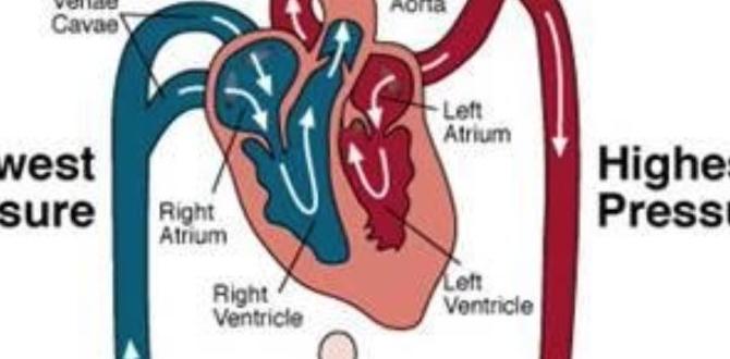 Foods that improve blood circulation naturally Foods that improve blood circulation naturally