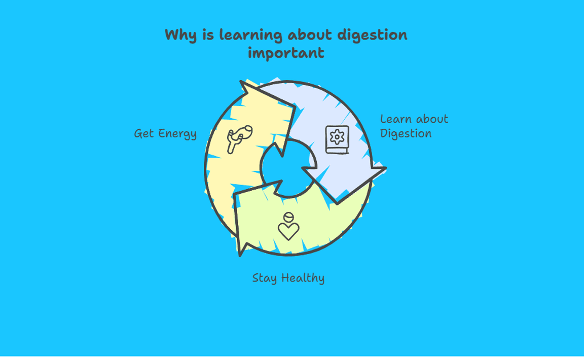 Why is learning about digestion important