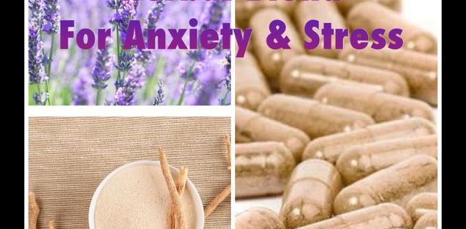 functional adaptogenic herbal infusion with ashwagandha and lavender functional adaptogenic herbal infusion with ashwagandha and lavender