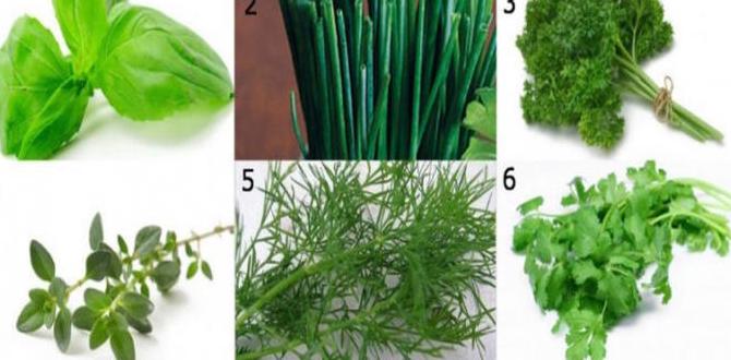 functional beverages with adaptogenic herbs functional beverages with adaptogenic herbs
