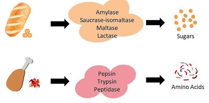 functional foods and digestive enzymes