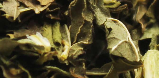 functional herbal blends with chamomile and mint functional herbal blends with chamomile and mint
