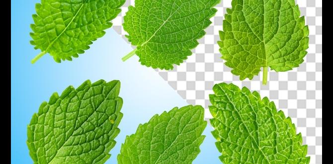 functional herbal blends with peppermint and lemon balm