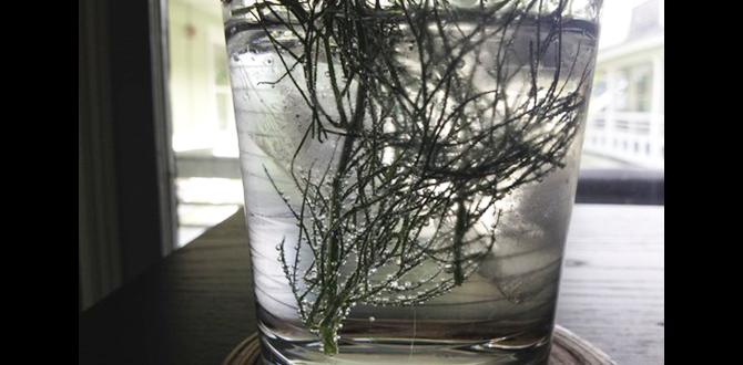 functional herbal waters with peppermint and fennel