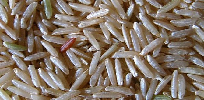 functional rice alternatives enriched with protein functional rice alternatives enriched with protein